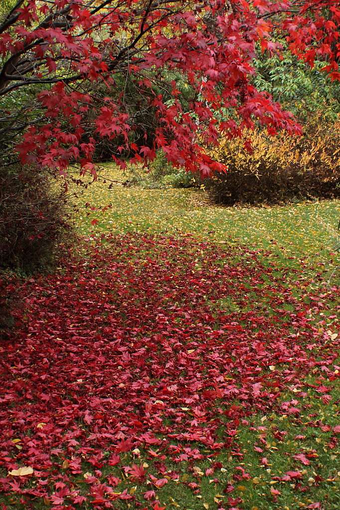 A corner of the garden in autumn