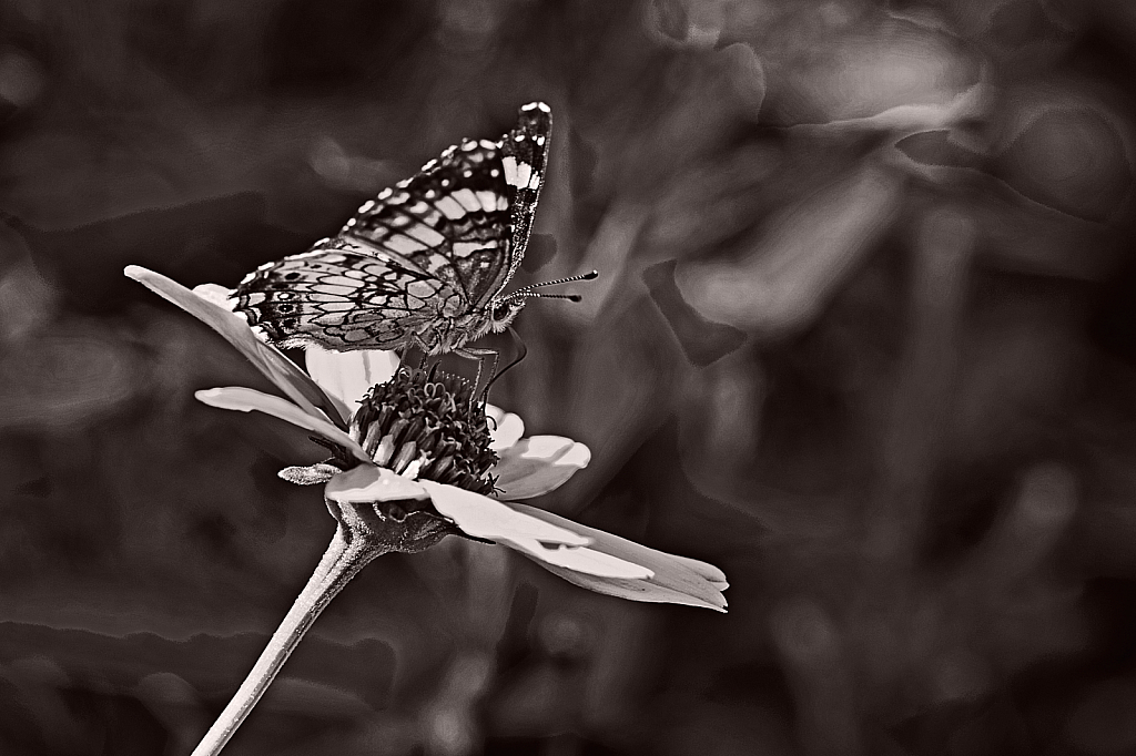 Painted Lady Butterfly in B&W