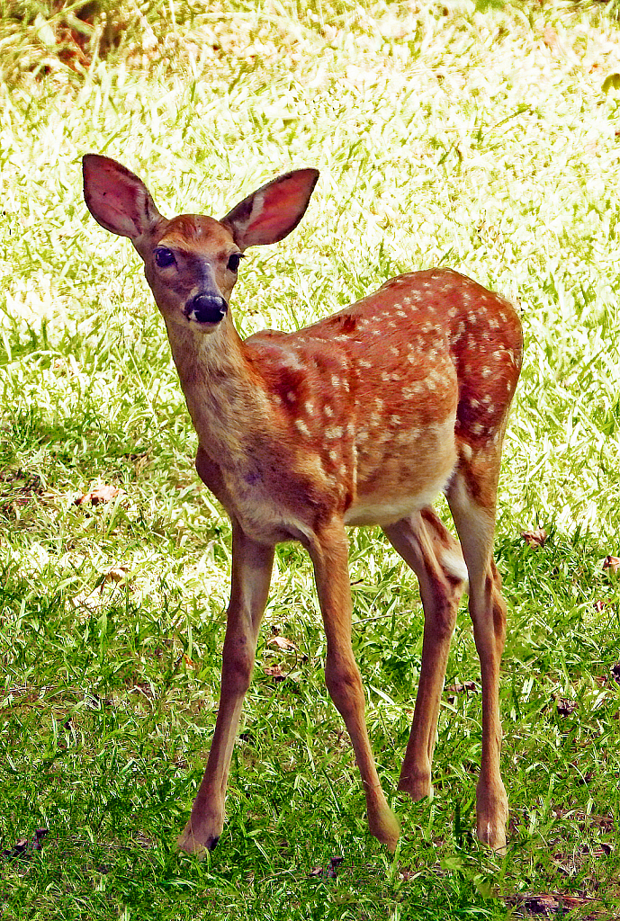 Surprise Fawn