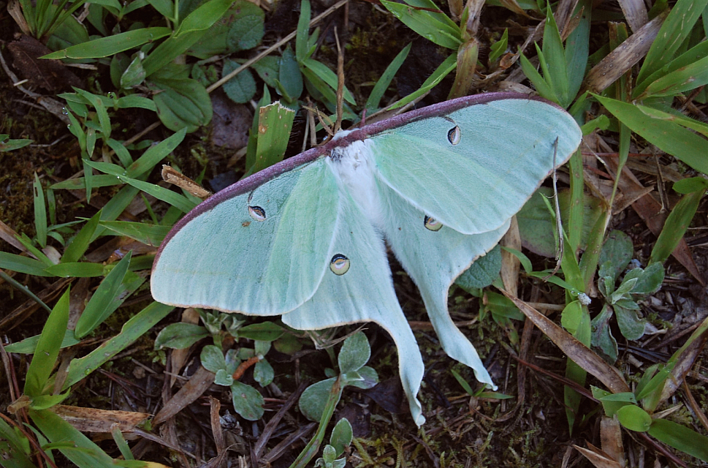 Luna Moth