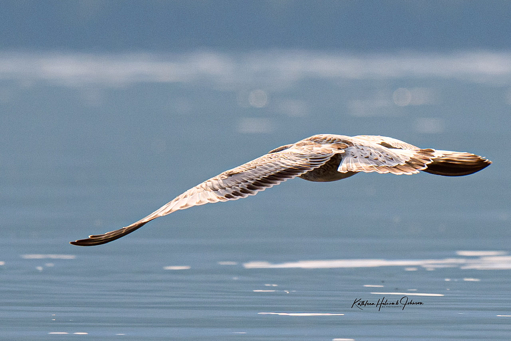 Immature Sea Gull - Taking Flight!