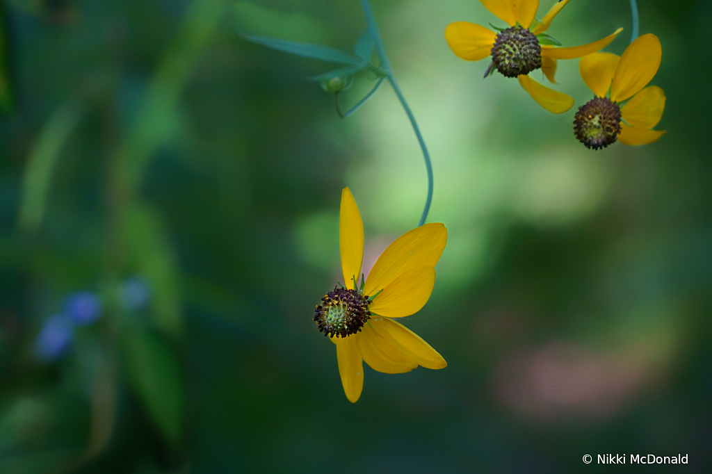 Black-eyed Susan