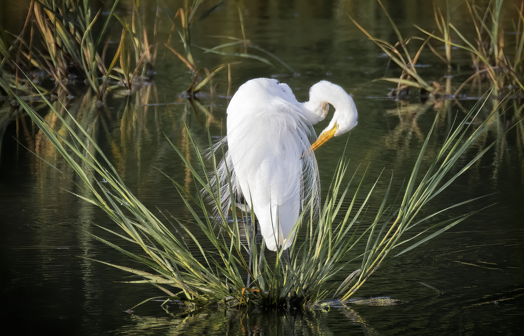 Egret Preening   