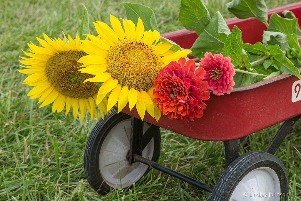 Garden Wagon