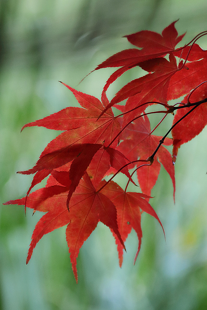 Japanese maple leaves in late autumn #2