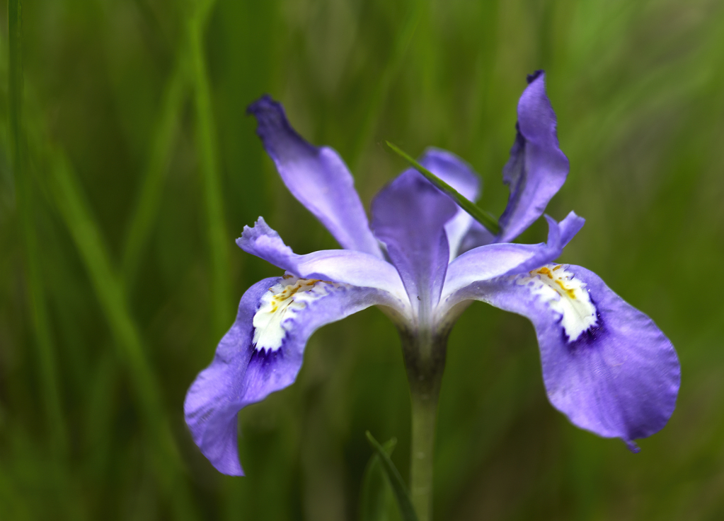 Dwarf Crested Iris  