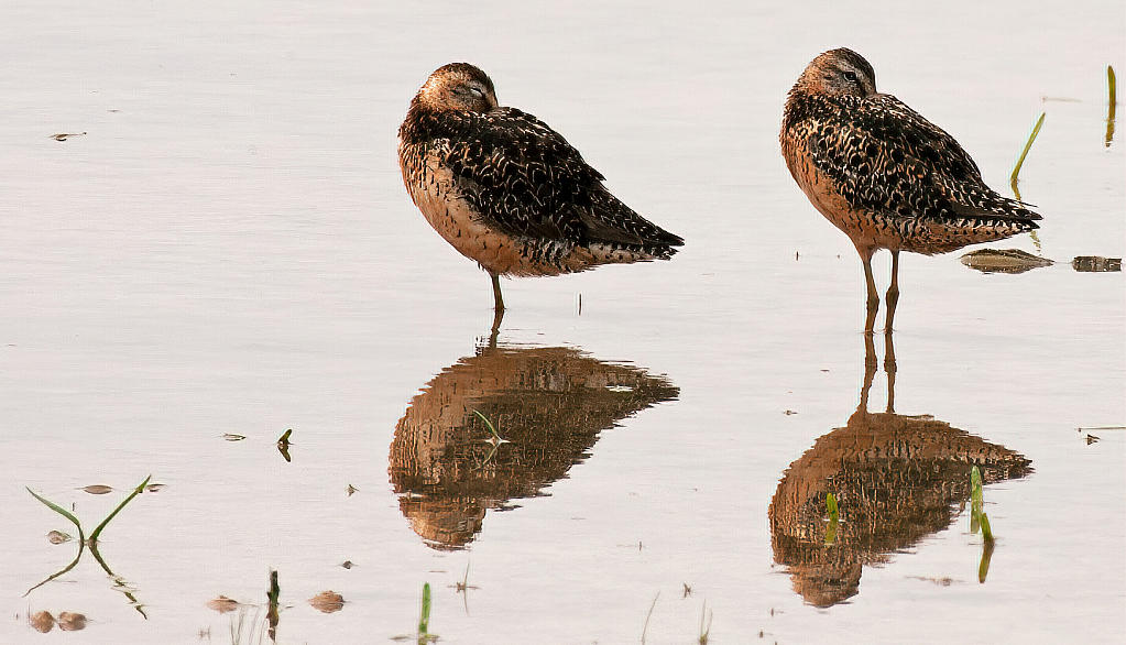 Taking Turns Being Watchbird