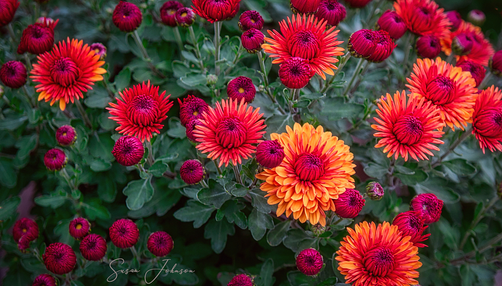 Garden Mums - ID: 15846022 © Susan Johnson