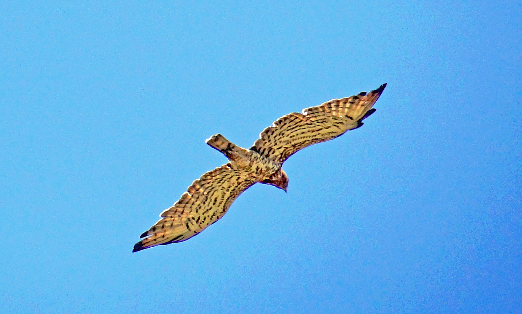 Falcon in flight.