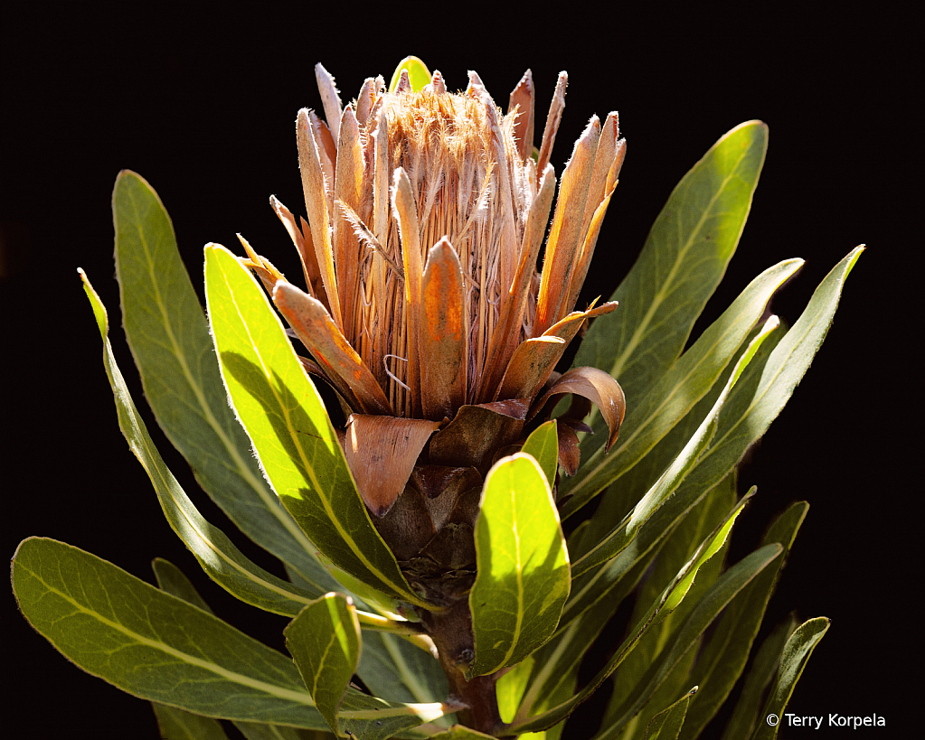 Santa Cruz Botanical Garden