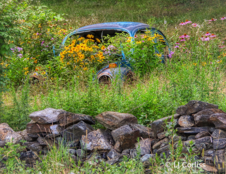 beetle and flowers