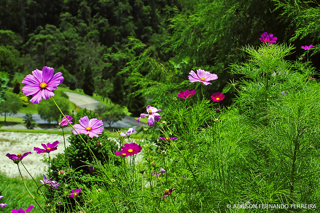 Wildflowers