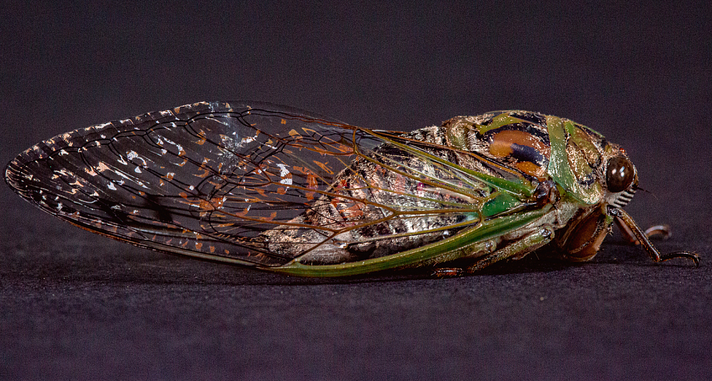 Cicada