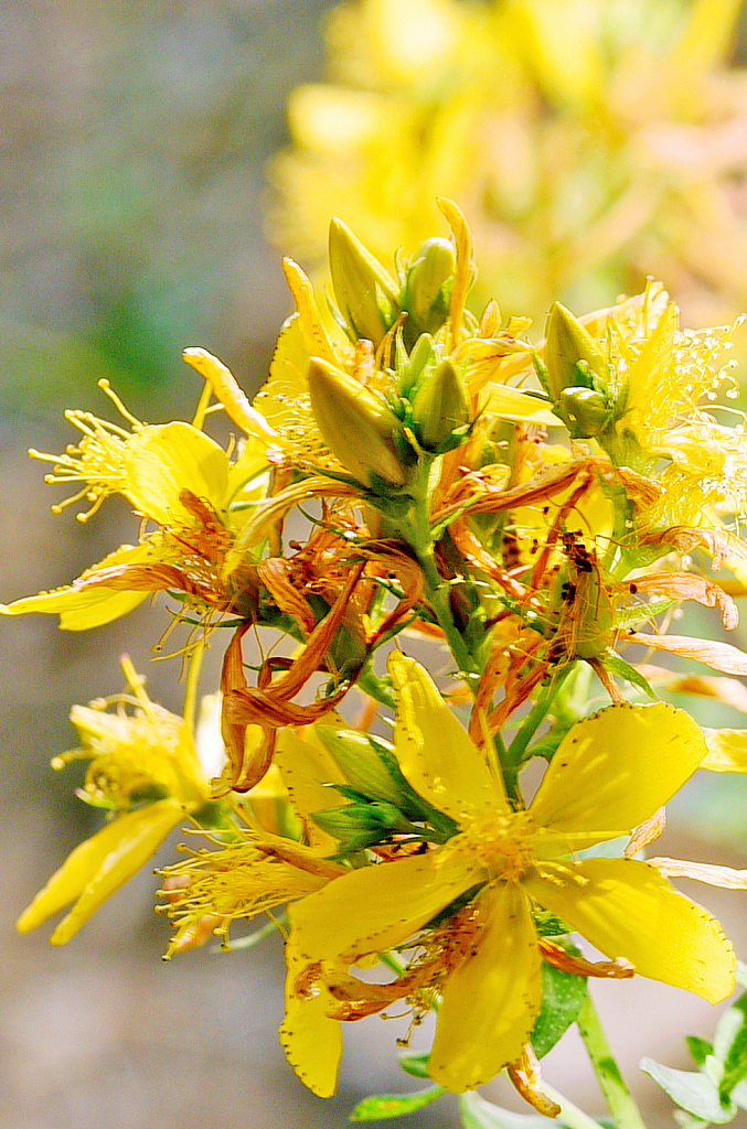 Cluster of field flowers.