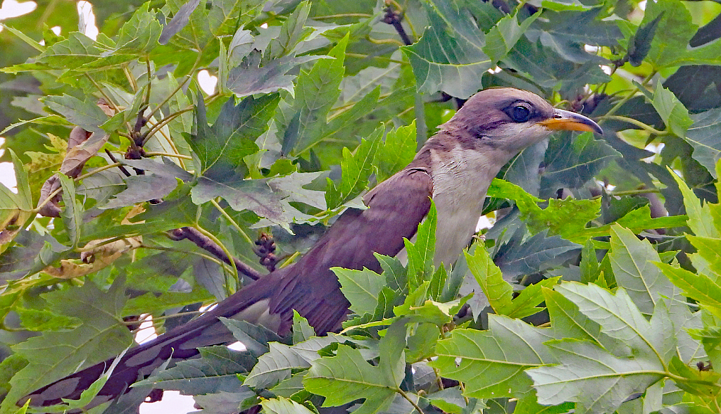 Yellow-Billed Cuckoo