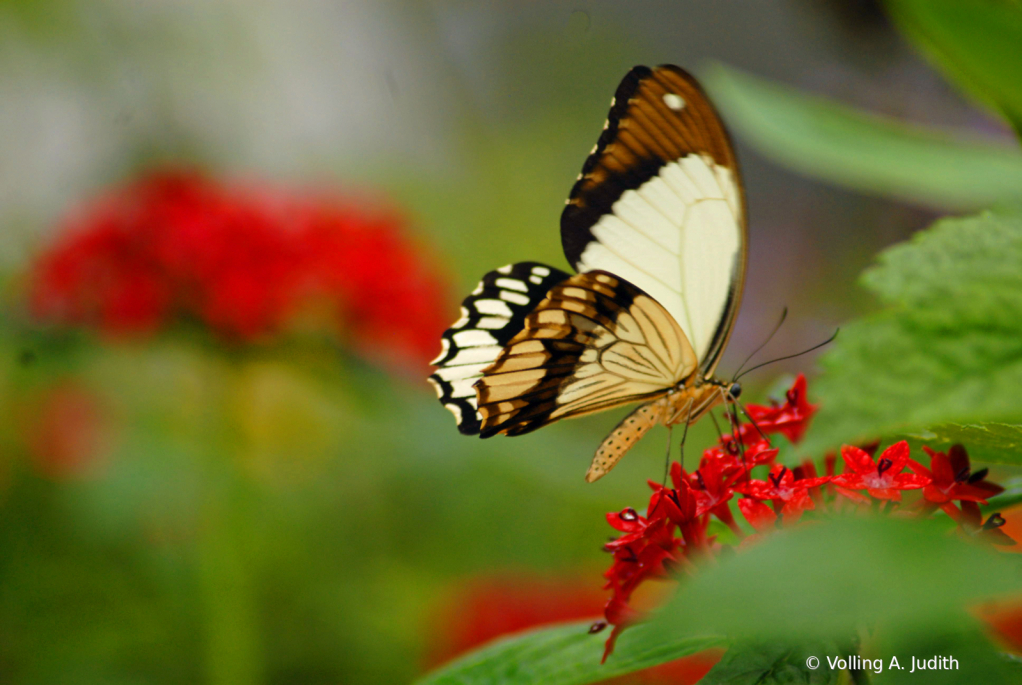 B6 - ID: 15846434 © Volling A. Judith