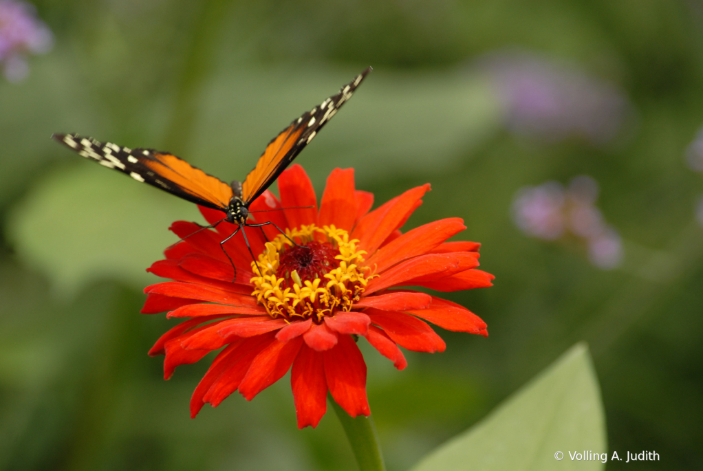 B1 - ID: 15846517 © Volling A. Judith