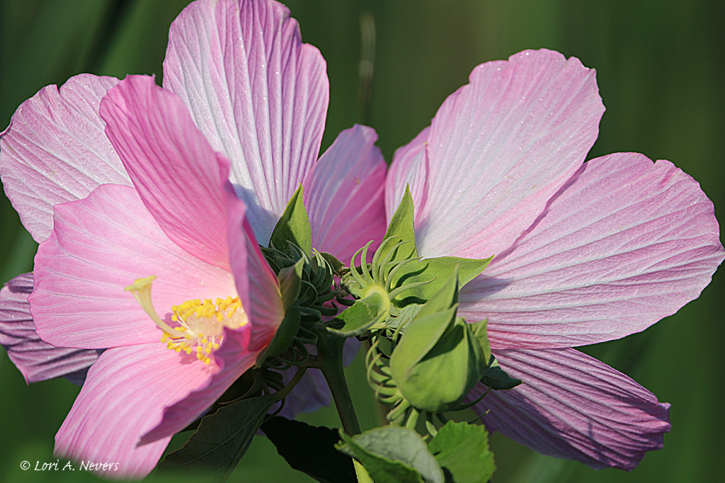 Hibiscus Wildflower