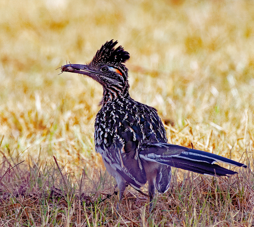 Greater Roadrunner