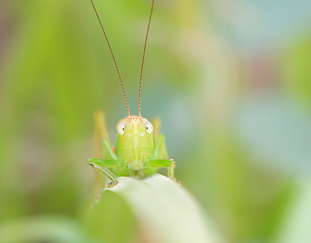 Oh the Katydid - ID: 15846676 © Kitty R. Kono