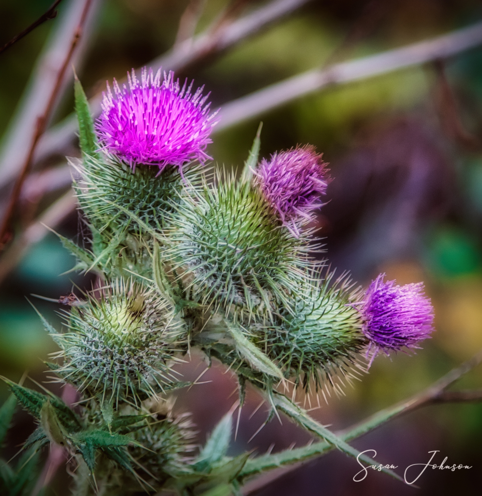 Wild Thistle - ID: 15846694 © Susan Johnson