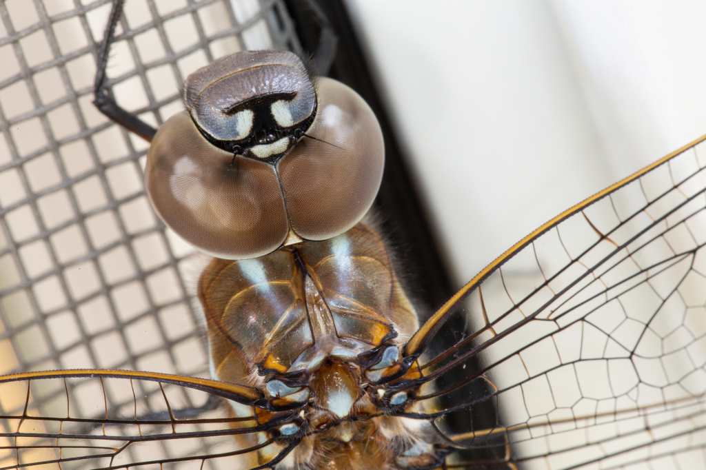 Sleepy Dragonfly