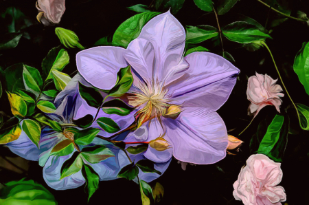 Clematis II