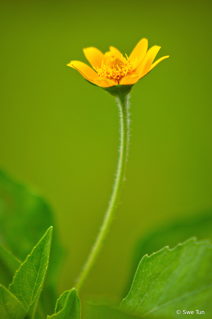 Garden flower
