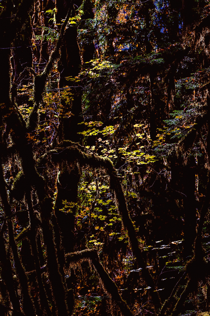 Fall Woods - ID: 15846807 © william (. Dodge