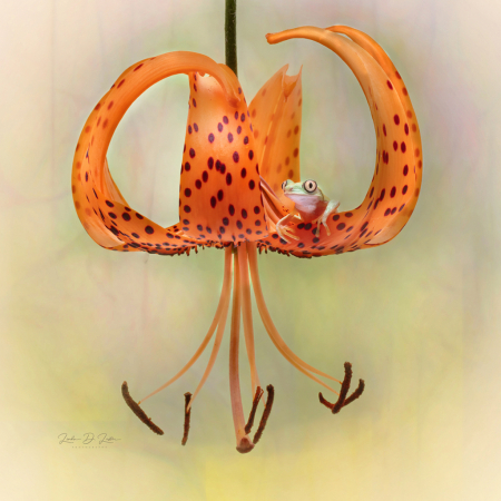 Lemur Tree Frog on a Tiger Lily Flower