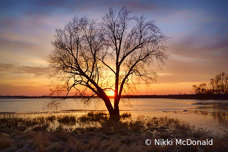 One Tree at Sunset