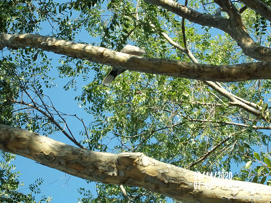 Dove Resting On Branch