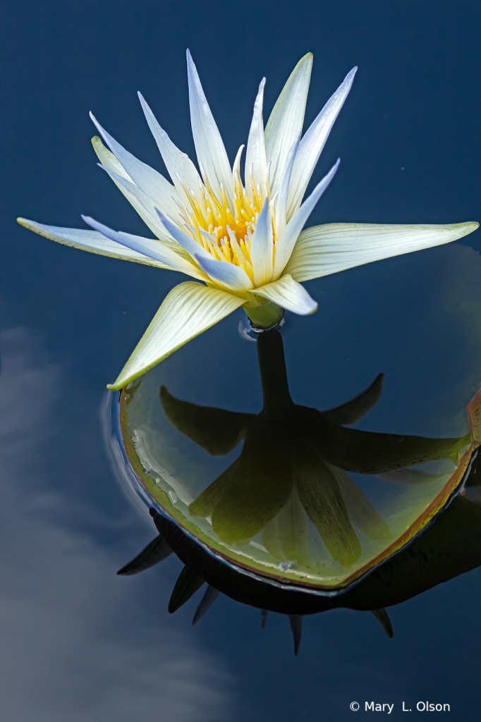 Egyptian White Water Lily 