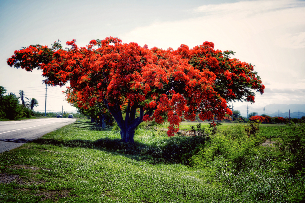 Red Flower Tree Season