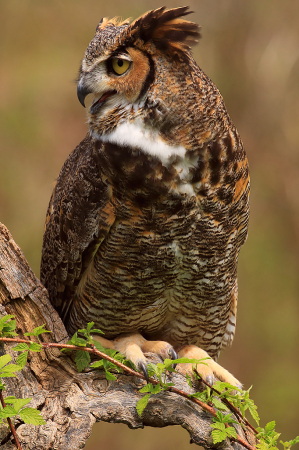 Great Horned Owl