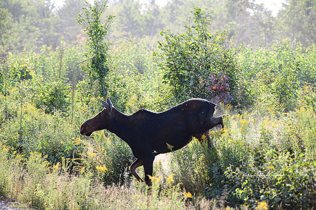 Out Of The Forest - Mom On The Move!