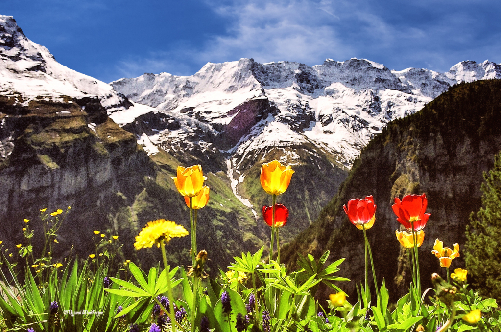 Tulips and SwissAlps