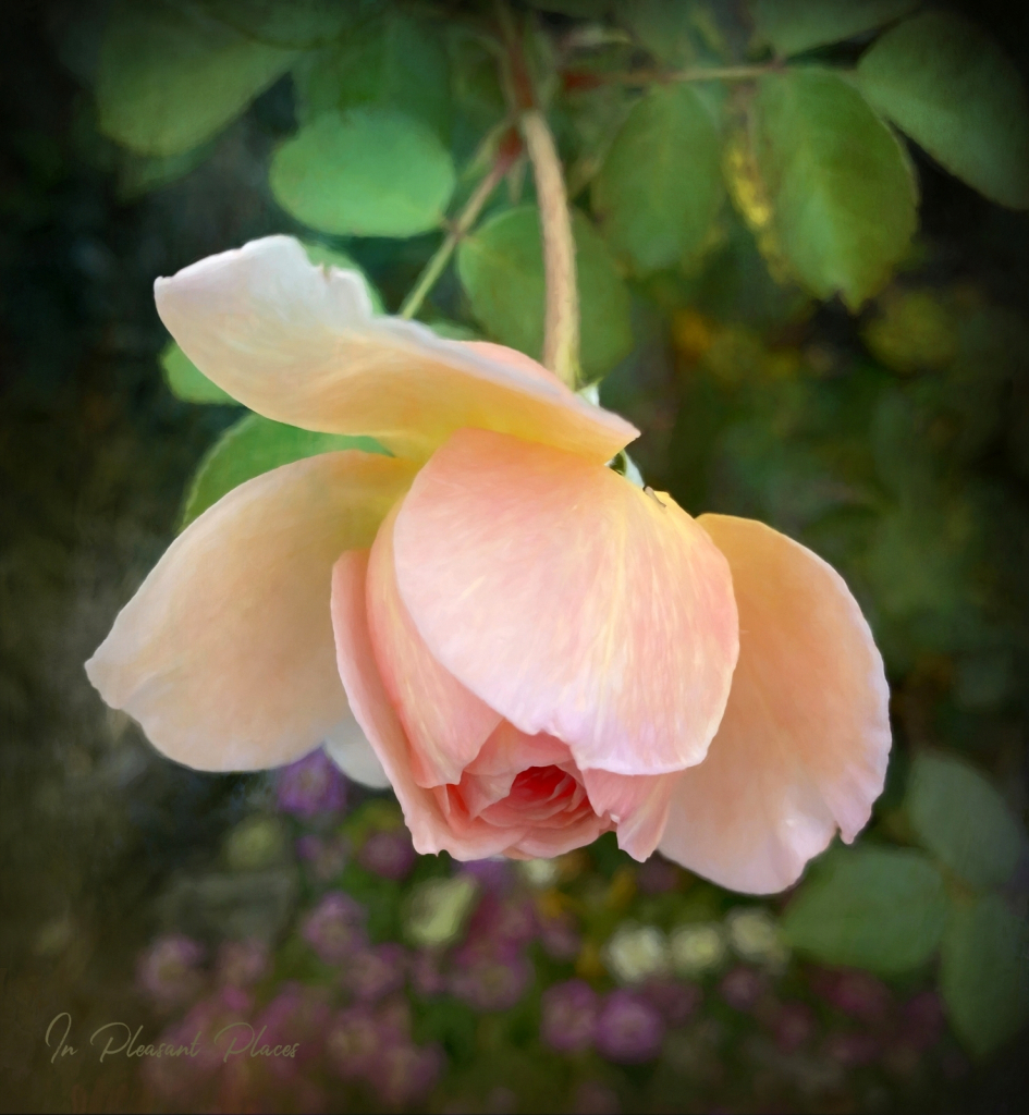 Just after Rain