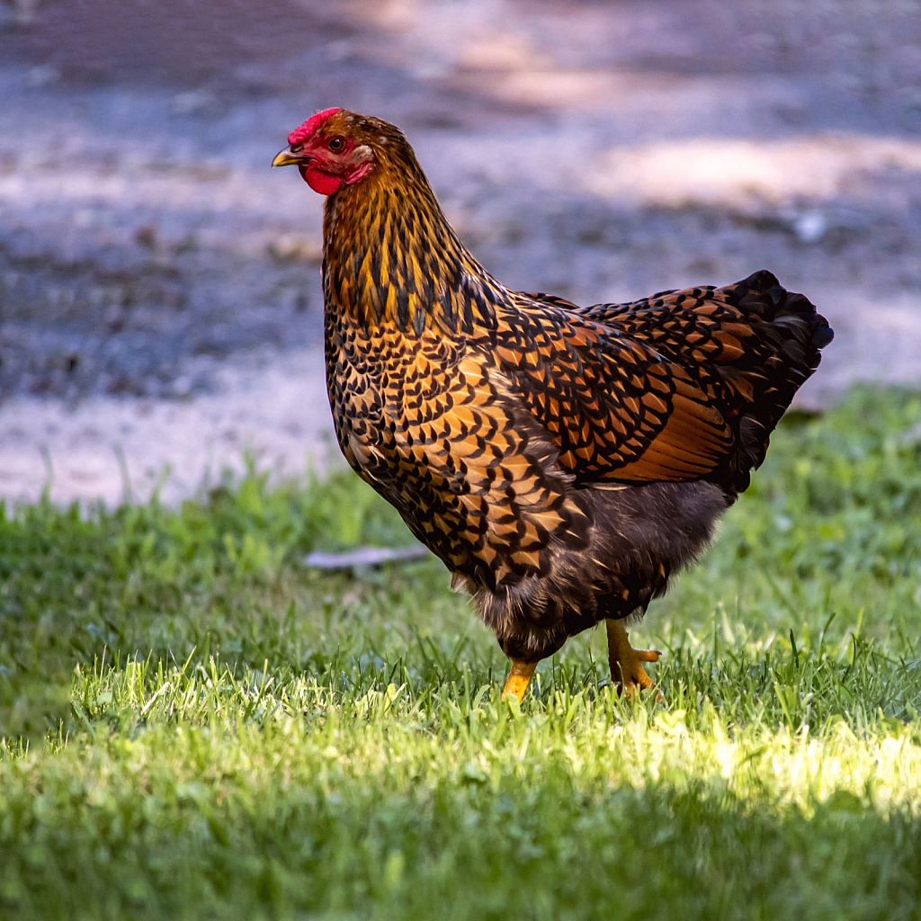 Visiting Chickens