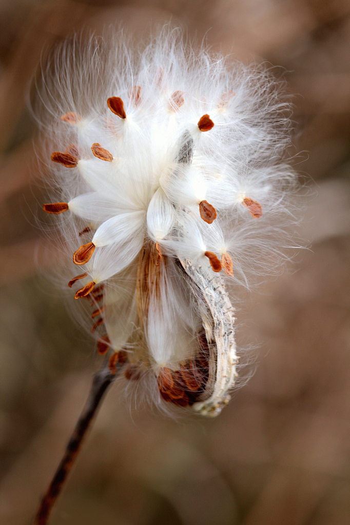 Just Another Milkweed