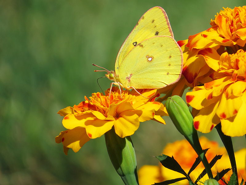 Yellow Sulphur