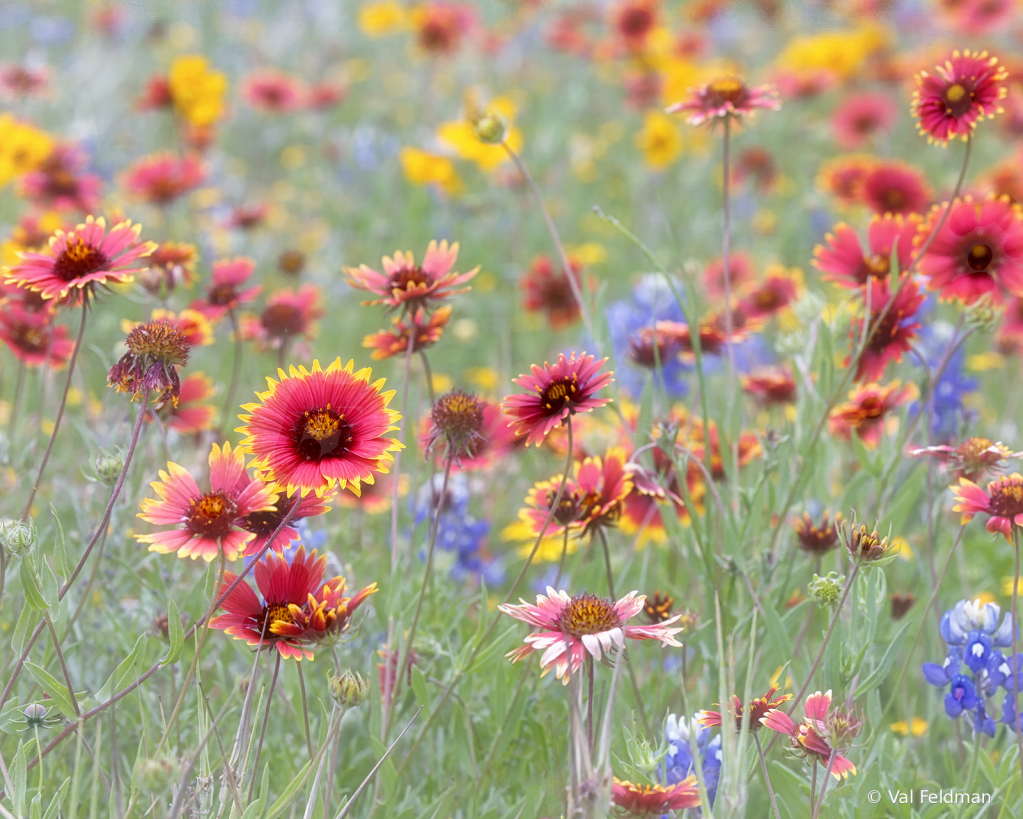 Wildflower Explosion