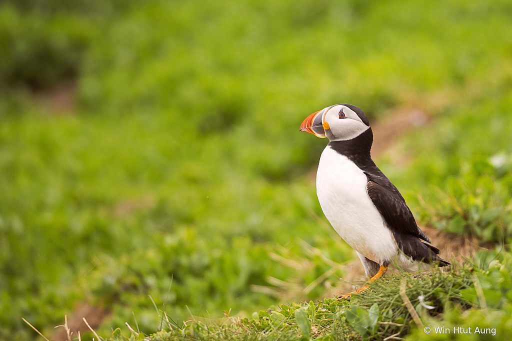 The Puffin