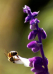 Busy Bee