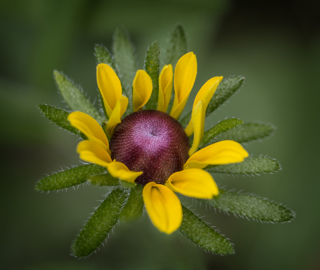 Wild Black Eyed Susan  