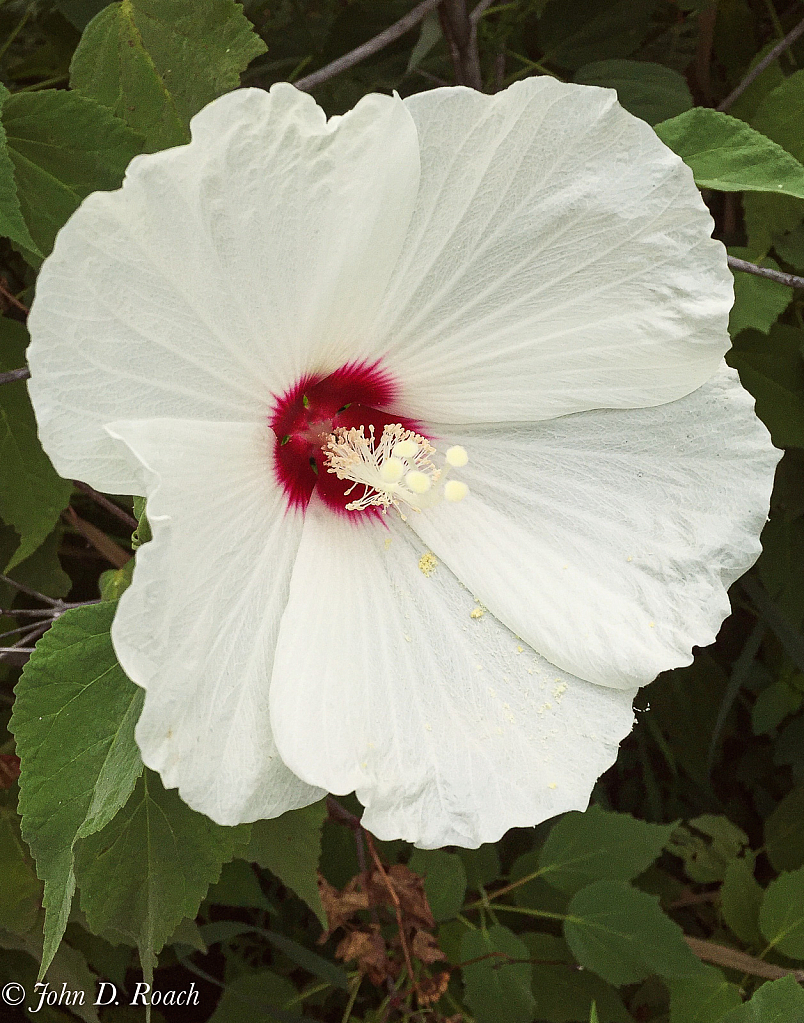 Hibiscus - ID: 15847467 © John D. Roach