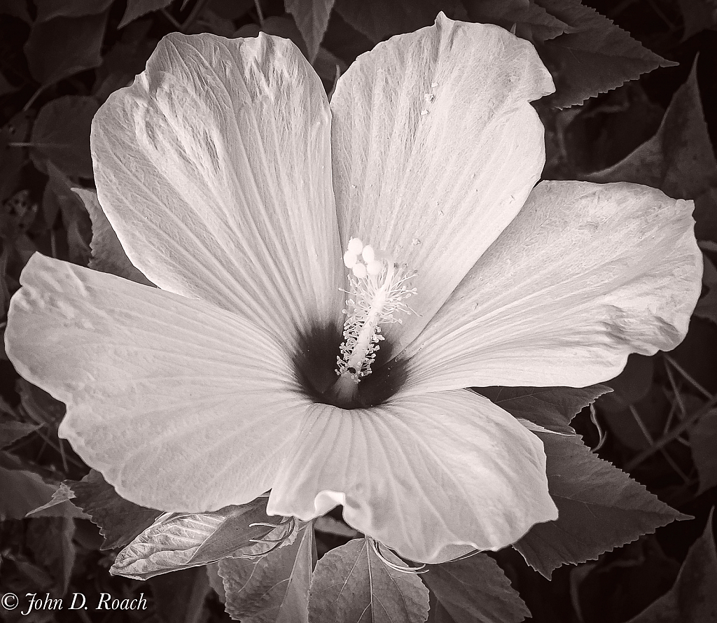 Hibiscus - ID: 15847468 © John D. Roach