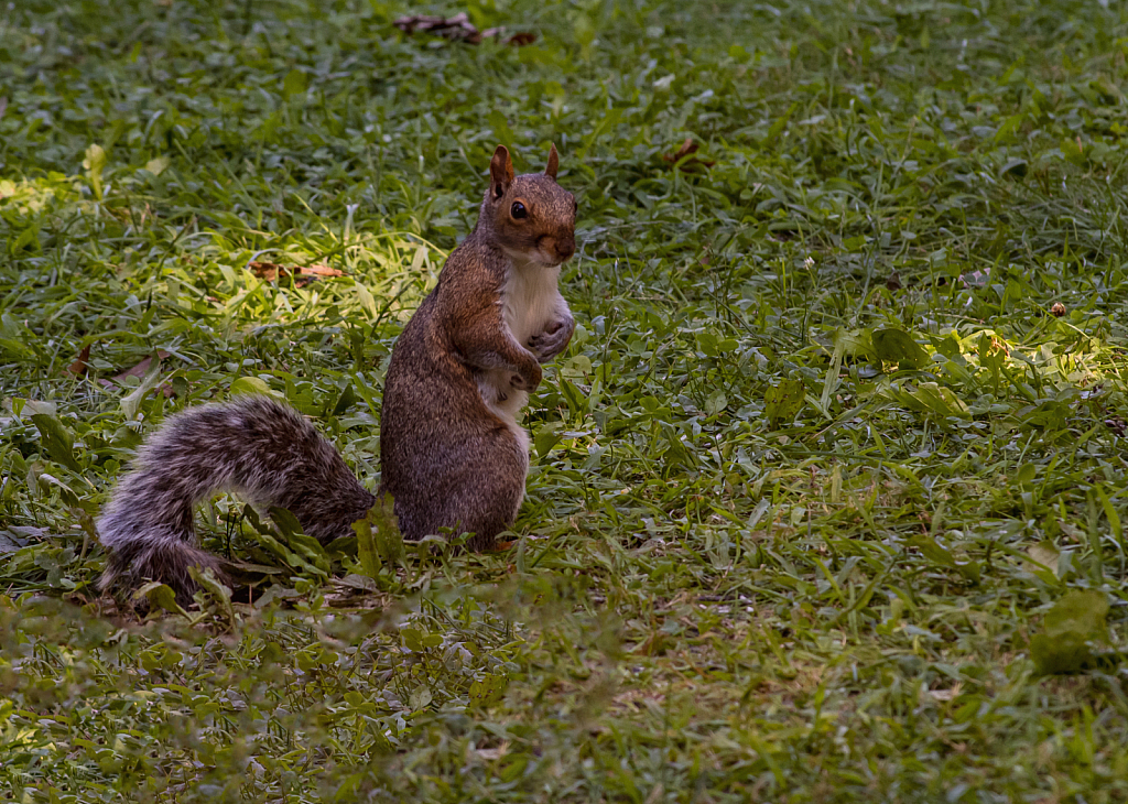 Momma Squirrel