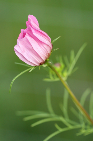 Pink Beginning 