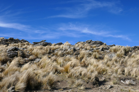 Clumps of grasses dancing with the clouds